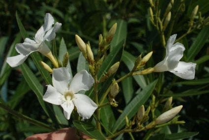  Oleander Als Boom (Nerium Oleander)