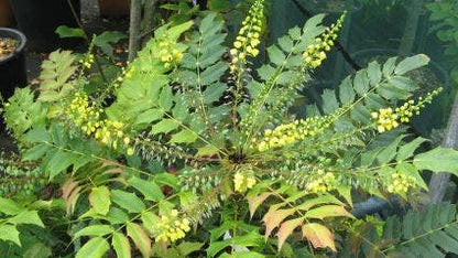  Mahoniestruik (Mahonia Media 'Winter Sun')