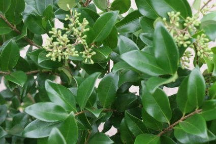  Liguster (Ligustrum Japonicum 'Texanum')