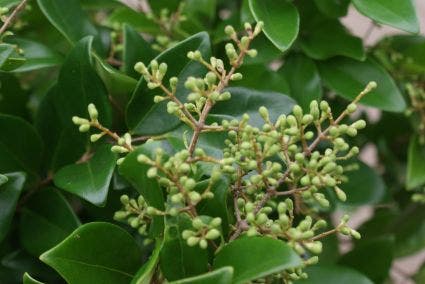  Liguster (Ligustrum Japonicum 'Texanum')