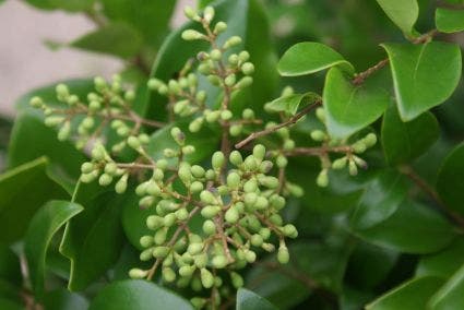  Liguster Op Stam (Ligustrum Japonicum 'Texanum')