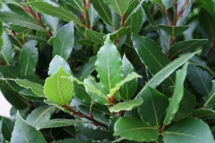  Echte Laurier Als Piramide (Laurus Nobilis)