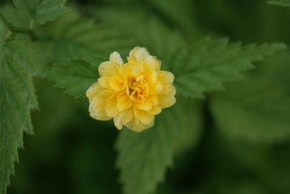  Ranonkelstruik (Kerria Japonica 'Pleniflora')