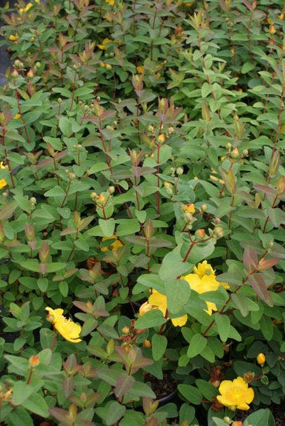  Hertshooi (Hypericum 'Peter Dummer')