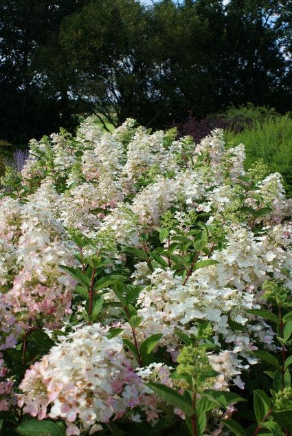  Pluimhortensia (Hydrangea Paniculata 'Unique')