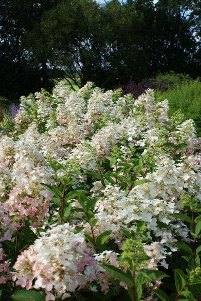  Pluimhortensia (Hydrangea Paniculata 'Unique')