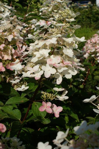  Pluimhortensia (Hydrangea Paniculata 'Unique')