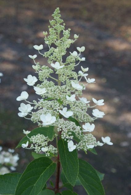  Pluimhortensia (Hydrangea Paniculata 'Tardiva')