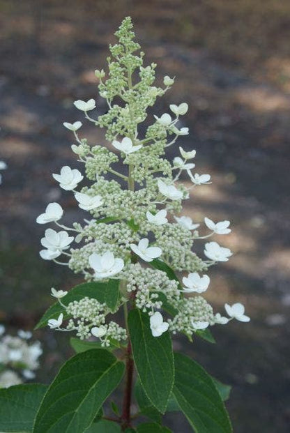  Pluimhortensia (Hydrangea Paniculata 'Tardiva')