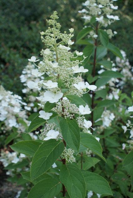  Pluimhortensia (Hydrangea Paniculata 'Tardiva')