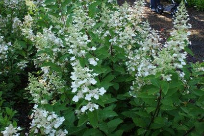  Pluimhortensia (Hydrangea Paniculata 'Tardiva')