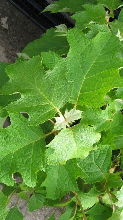 Eikenbladhortensia (Hydrangea Quercifolia)