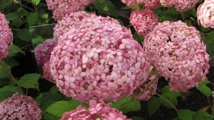  Hortensia (Hydrangea 'Pink Annabelle')