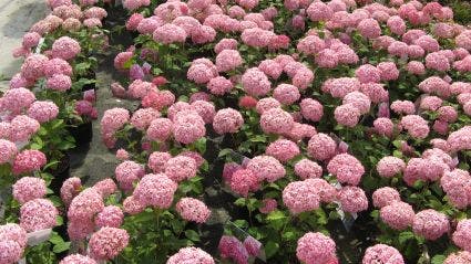  Hortensia (Hydrangea 'Pink Annabelle')