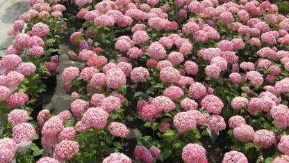  Hortensia (Hydrangea 'Pink Annabelle')