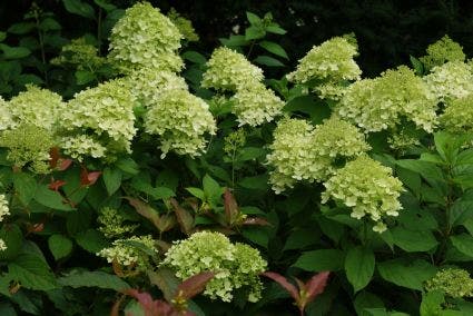  Pluimhortensia (Hydrangea Paniculata 'Limelight'®)