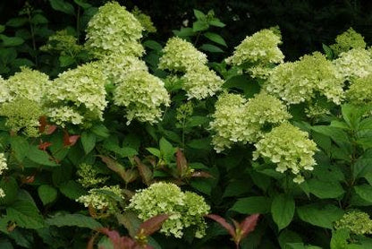  Pluimhortensia (Hydrangea Paniculata 'Limelight'®)