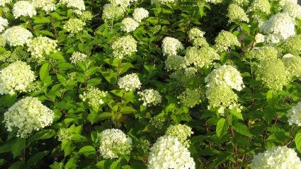  Pluimhortensia (Hydrangea Paniculata 'Limelight'®)