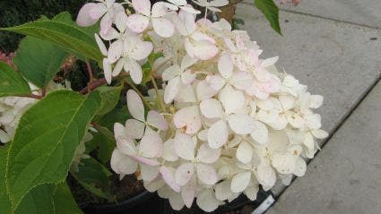  Hortensia (Hydrangea Paniculata 'Grandiflora')