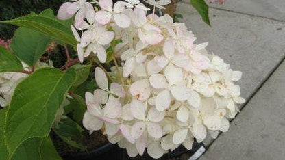  Hortensia (Hydrangea Paniculata 'Grandiflora')