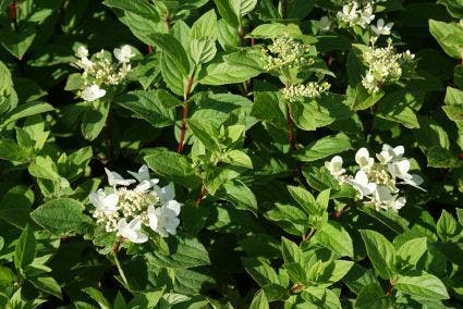  Pluimhortensia (Hydrangea Paniculata 'Dart's Little Dot')