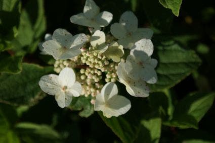  Pluimhortensia (Hydrangea Paniculata 'Dart's Little Dot')