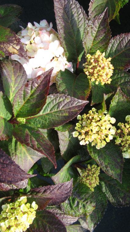  Hortensia (Hydrangea 'Preziosa')