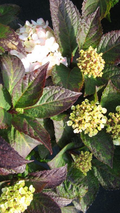  Hortensia (Hydrangea 'Preziosa')
