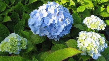  Hortensia (Hydrangea Macrophylla 'Nikko Blue')