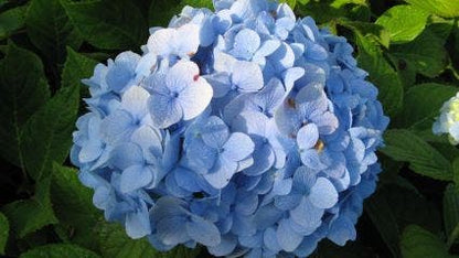 Hortensia (Hydrangea Macrophylla 'Nikko Blue')
