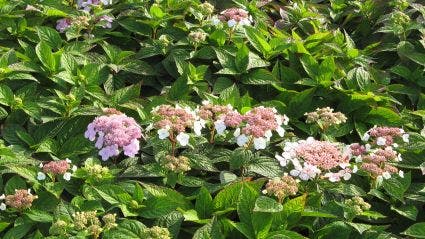 Hortensia (Hydrangea Macrophylla 'Mariesii Perfecta')
