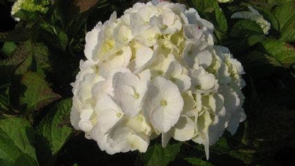  Hortensia (Hydrangea Macrophylla 'Madame Emile Mouilere')