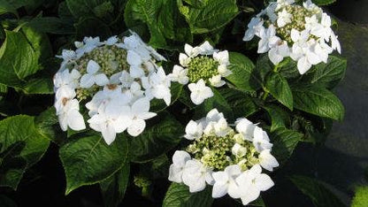  Hortensia (Hydrangea Macrophylla 'Lanarth White')