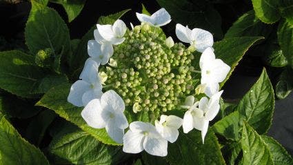  Hortensia (Hydrangea Macrophylla 'Lanarth White')
