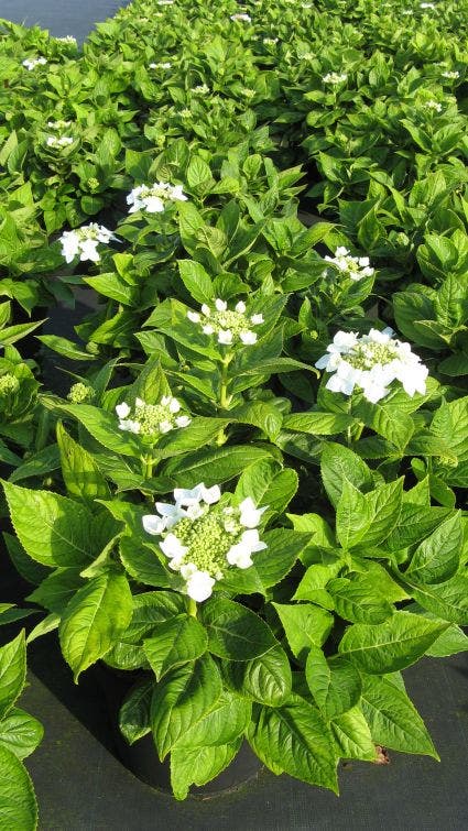  Hortensia (Hydrangea Macrophylla 'Lanarth White')