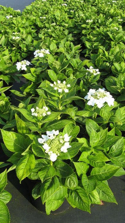  Hortensia (Hydrangea Macrophylla 'Lanarth White')