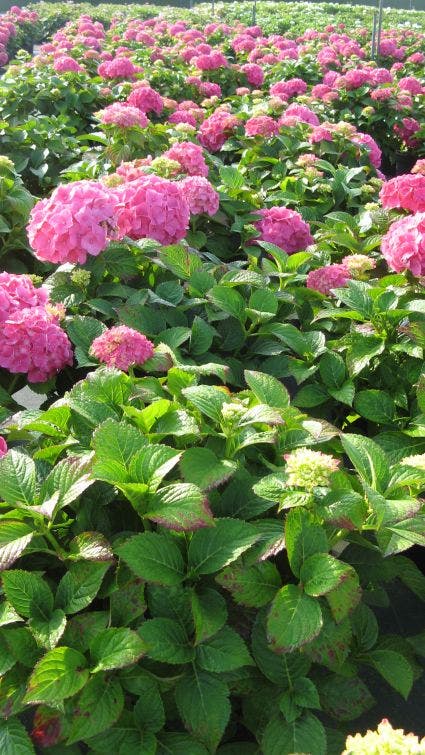  Hortensia (Hydrangea Macrophylla 'Glowing Embers')