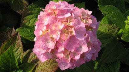  Hortensia (Hydrangea Macrophylla 'Bouquet Rose')