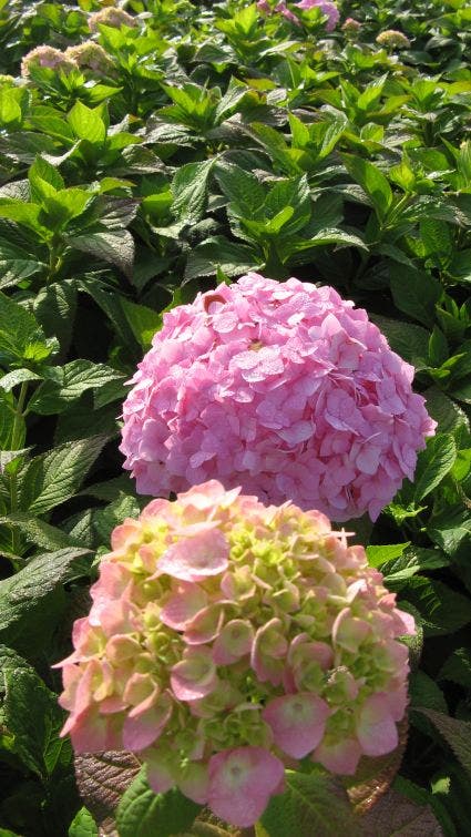  Hortensia (Hydrangea Macrophylla 'Bouquet Rose')
