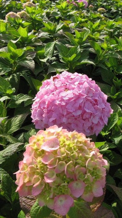  Hortensia (Hydrangea Macrophylla 'Bouquet Rose')