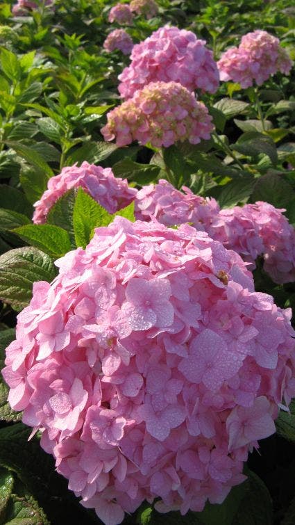  Hortensia (Hydrangea Macrophylla 'Bouquet Rose')