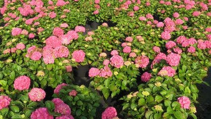  Hortensia (Hydrangea Macrophylla 'Alpengluhen')