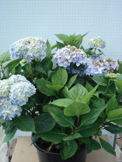  Hortensia (Hydrangea Macrophylla 'Nikko Blue')