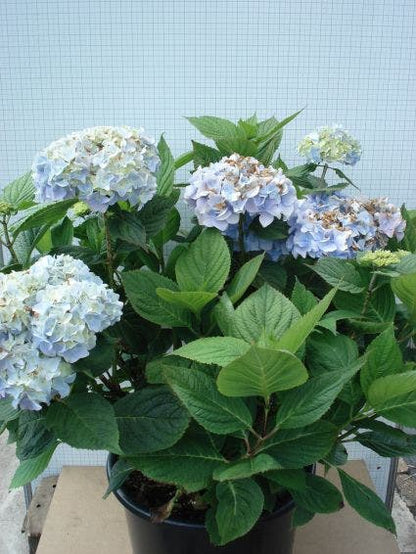  Hortensia (Hydrangea Macrophylla 'Nikko Blue')