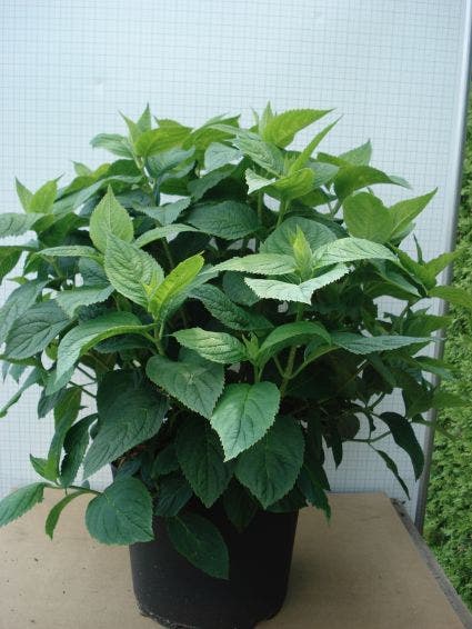  Hortensia (Hydrangea Macrophylla 'Bouquet Rose')