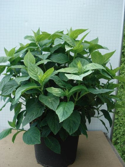  Hortensia (Hydrangea Macrophylla 'Bouquet Rose')