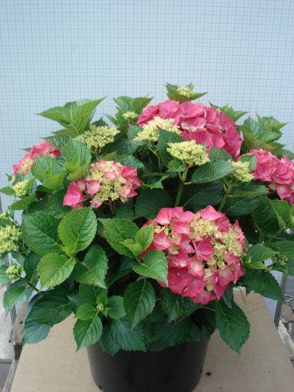  Hortensia (Hydrangea Macrophylla 'Glowing Embers')