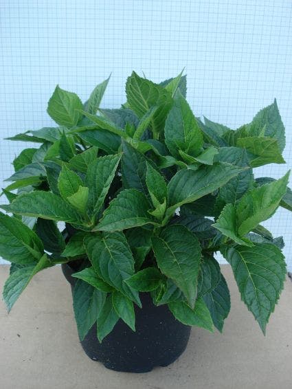  Hortensia (Hydrangea Macrophylla 'Mariesii Perfecta')