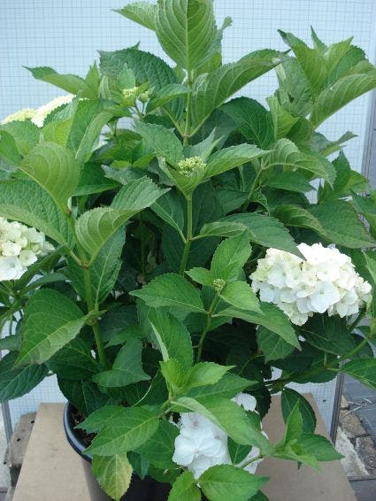  Hortensia (Hydrangea Macrophylla 'Madame Emile Mouilere')