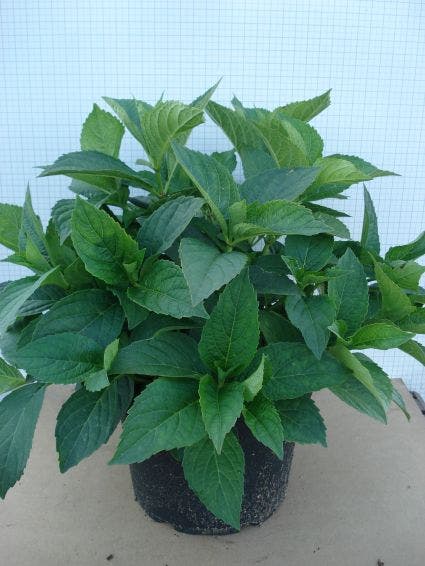  Hortensia (Hydrangea Macrophylla 'Madame Emile Mouilere')